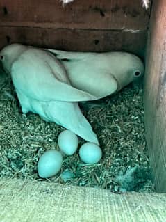 Albino red eyes breeder pair