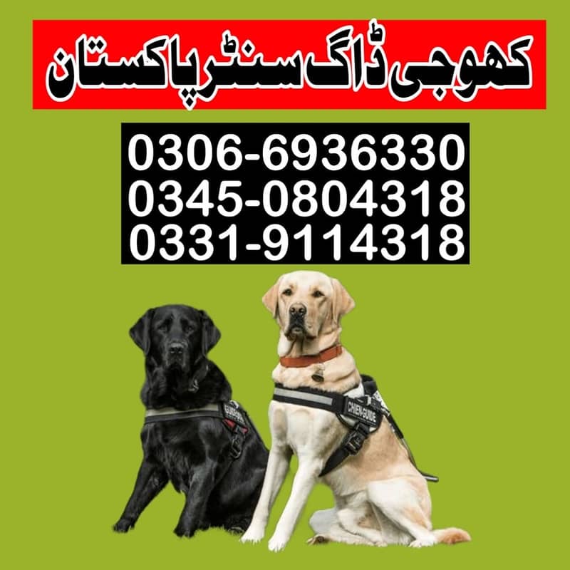 Security Dog ,  /labrador dog Different Breed Available 03450804318 1