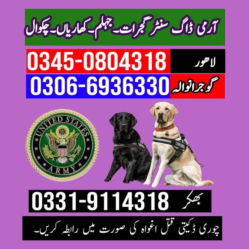 Security Dog ,  /labrador dog Different Breed Available 03450804318 3