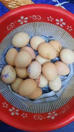 Aseel eggs (fresh)