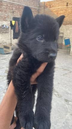 gsd puppy for sale