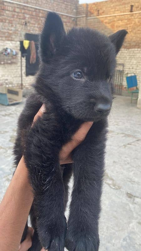 gsd puppy for sale 0