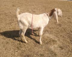 Qurbani k liye Bakra, male goat donda, two teeth