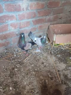 Mix pair pigeons, Laky, sherazi, dasi