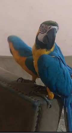 Blue Gold Macaw parrot call number 03086787090