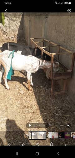 original Makkhi chini female for sale . 03005806816