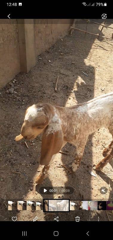 original Makkhi chini female for sale . 03005806816 1