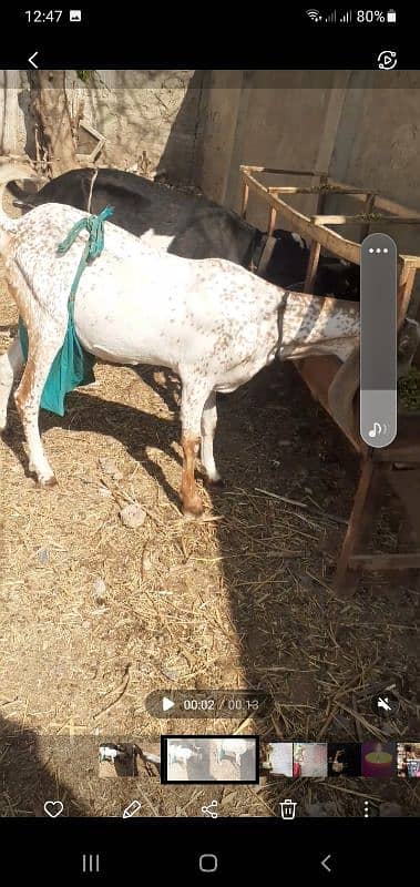 original Makkhi chini female for sale . 03005806816 2