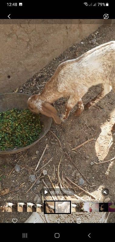 original Makkhi chini female for sale . 03005806816 3