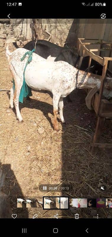 original Makkhi chini female for sale . 03005806816 4