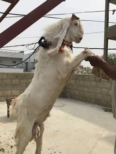 Gulabi jora | Gulabi Goats | Bakra Bakri