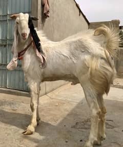 Gulabi jora | Gulabi Goats | Bakra Bakri