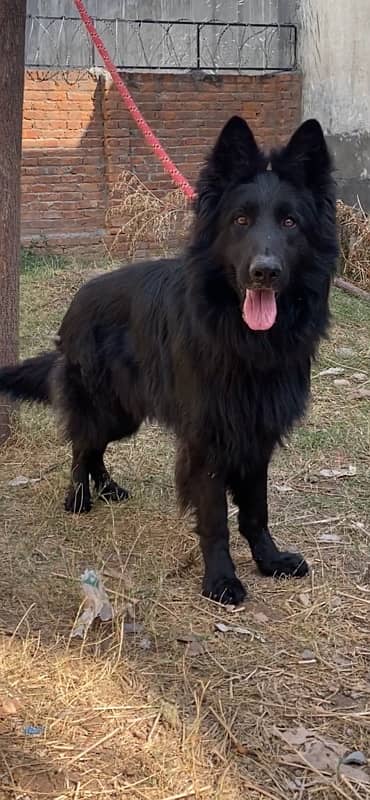 German Shepherd Male 2