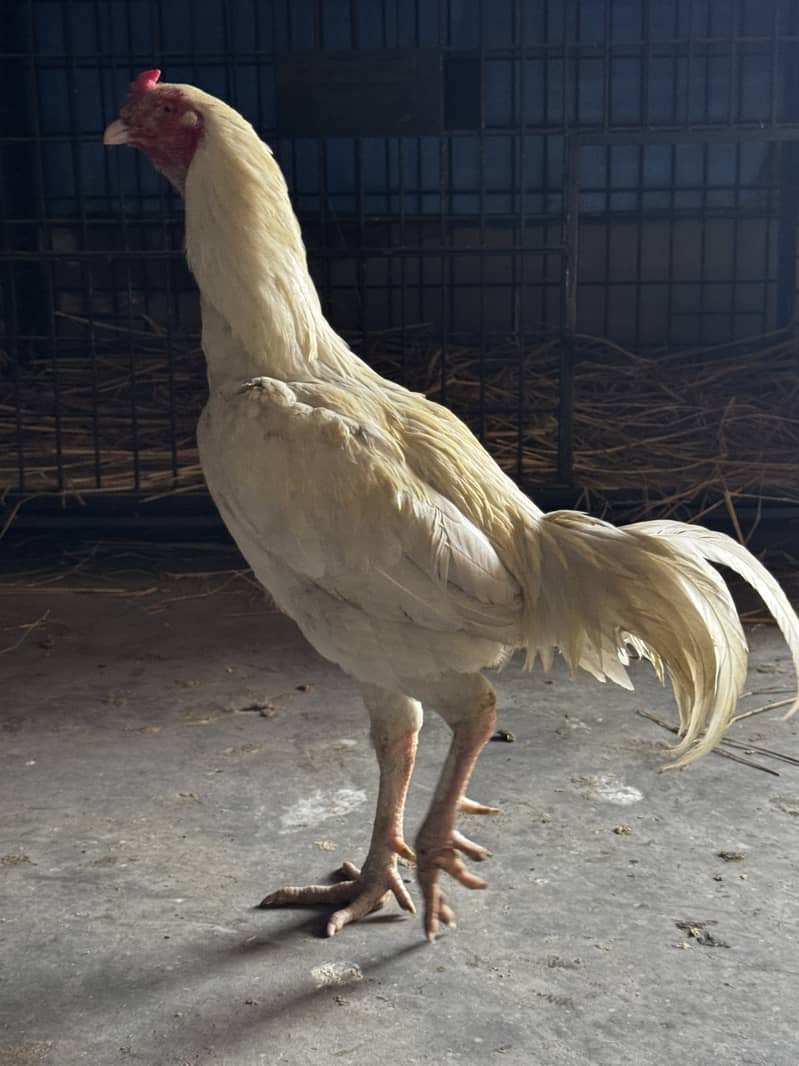 Quality heera trio breeder and aseel,desi hens and chicks for sale. 0