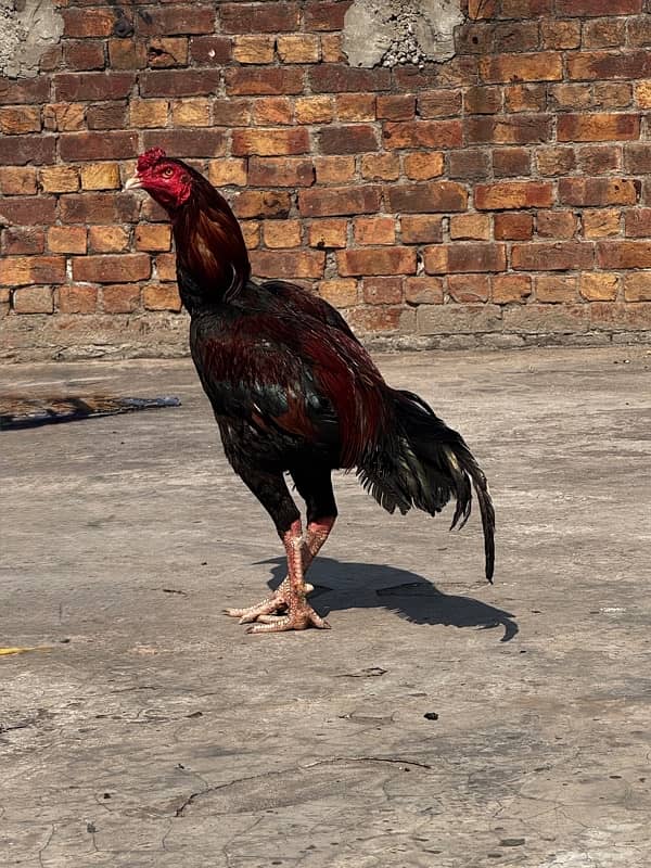 Quality heera trio breeder and aseel,desi hens and chicks for sale. 2