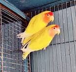 LoveBird for Sell