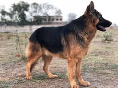 GSD stock coat