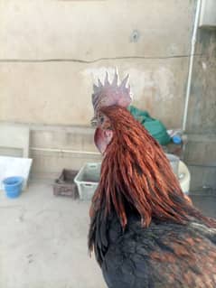 sell breeder misri murgha and fertile egg