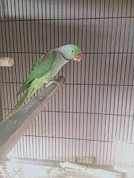 Full hand tamed male parrot baty b krta ha