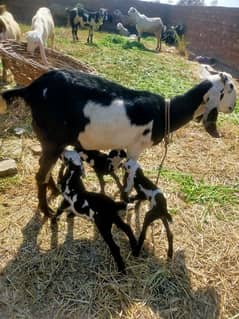 Desi cross bakri sath 3 female baby 2nd suwa