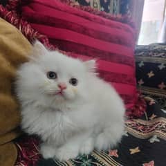 Persian