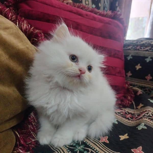 Persian Kittens|Punch face| Triple coated| WhatsApp: +92 3264666638 2