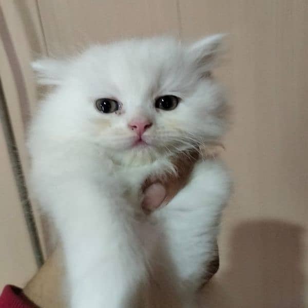 Persian Kittens|Punch face| Triple coated| WhatsApp: +92 3264666638 3