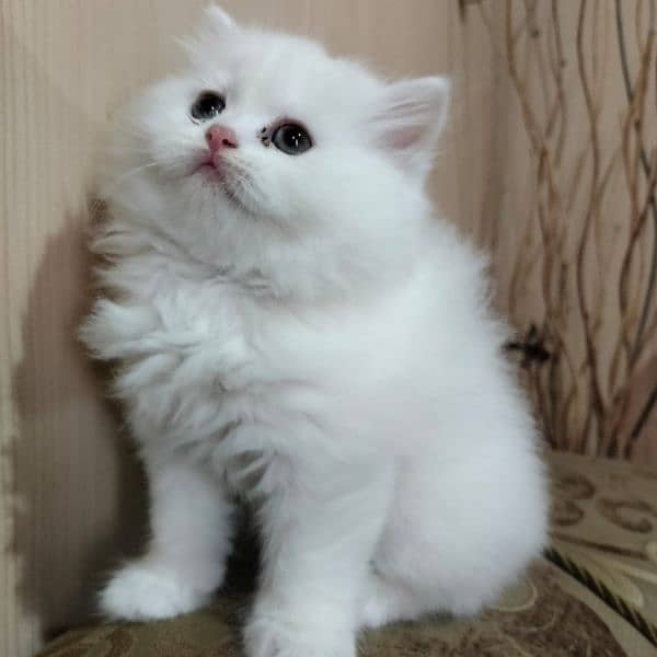 Persian Kittens|Punch face| Triple coated| WhatsApp: +92 3264666638 5