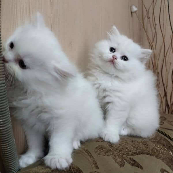 Persian Kittens|Punch face| Triple coated| WhatsApp: +92 3264666638 6