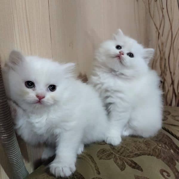 Persian Kittens|Punch face| Triple coated| WhatsApp: +92 3264666638 7