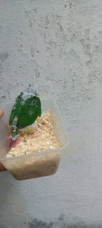 Yellow sided chick for sale serious buyer contact only 4