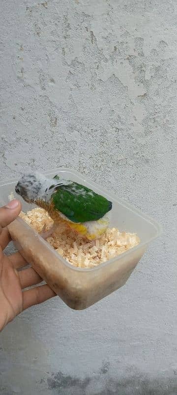 Yellow sided chick for sale serious buyer contact only 5