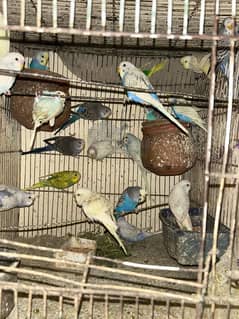 budgies