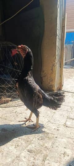 I am selling cross breed hen