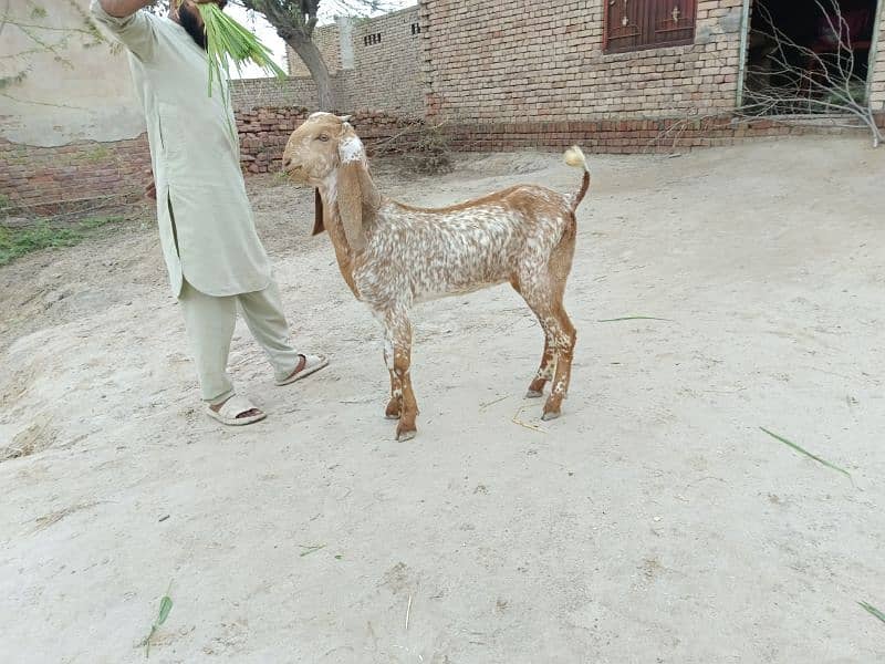 makhi cheni female for sale 0