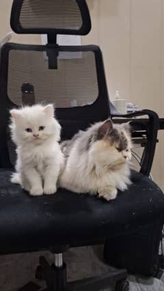 Persian Breading Cat