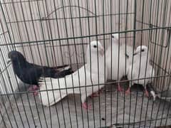 fancy pigeon urgent for sale