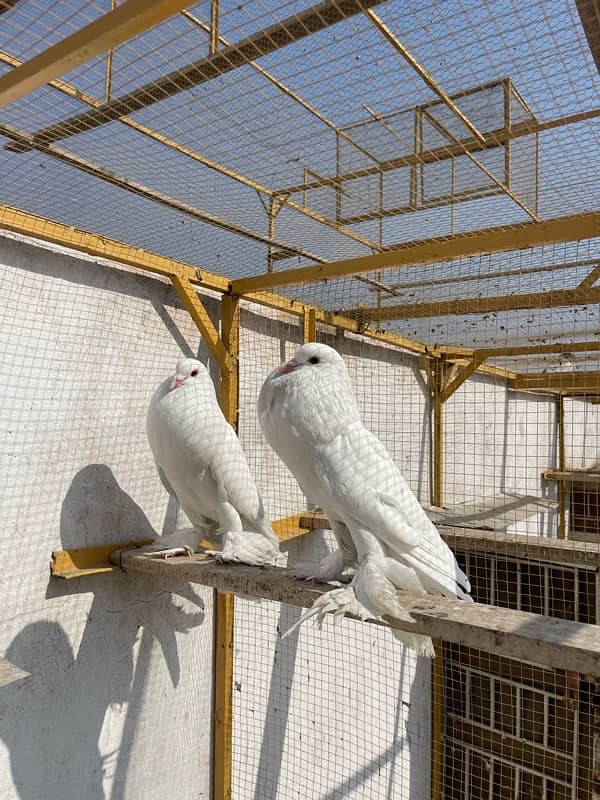 Gobara Breeder pair Urgent for sale 0