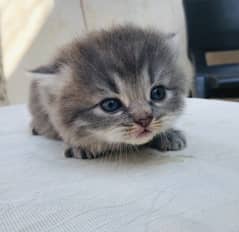 Grey Persian kitten of ONE MONTH