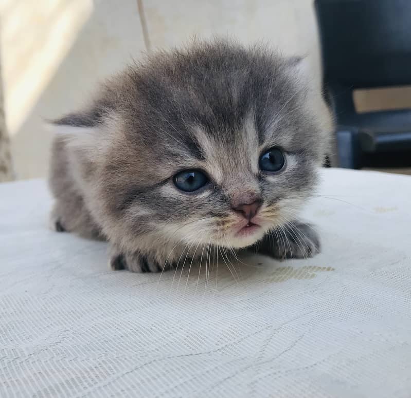 Grey Persian kitten of ONE MONTH 0