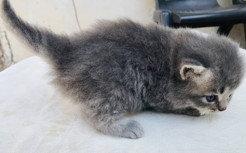 Grey Persian kitten of ONE MONTH 1