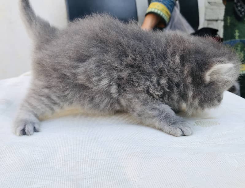 Grey Persian kitten of ONE MONTH 2