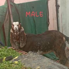 male and female goats