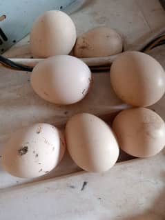 Heera aseel pair full paper white fertail eggs avariable 450 one