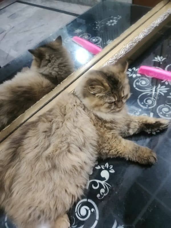 Persian cat 0