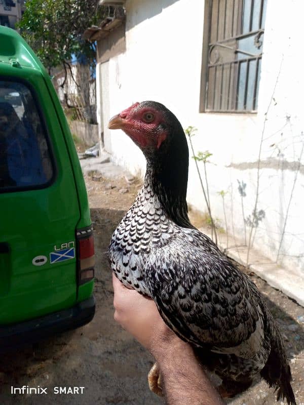 high quality aseel shajri female ha eggs par tyar ha 4