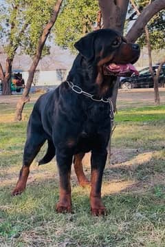 Strong Pedigreed Rottweiler Male