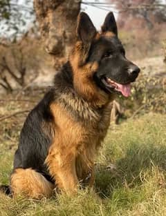 German shepherd long coat male dog