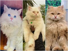 Persian Punch face triple coat cat Kitten