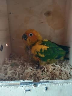 sun conure baby